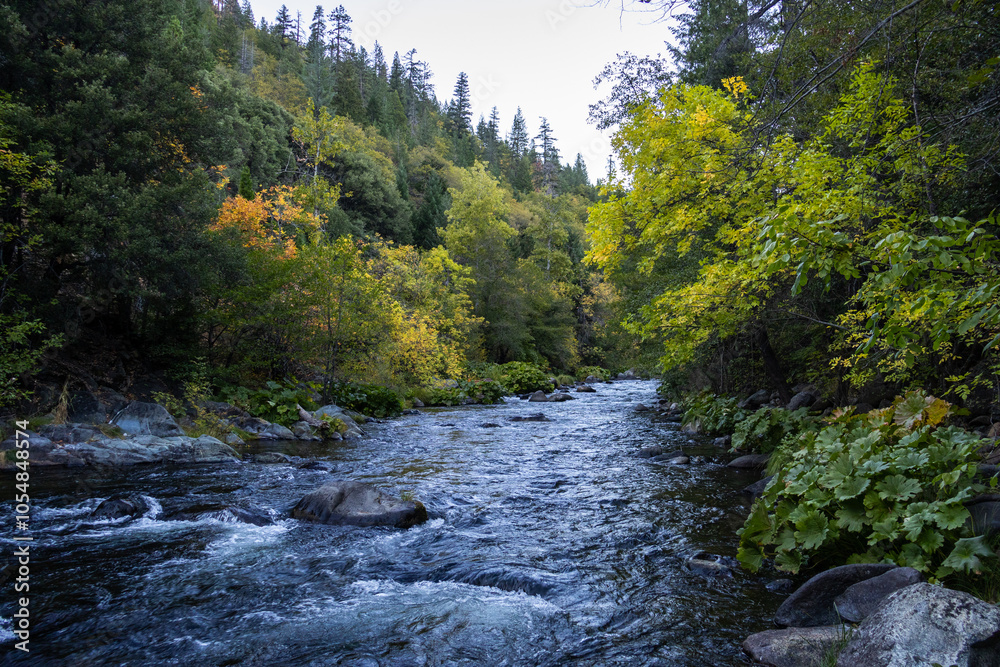 Obraz premium mountain river in the forest