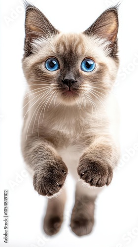 jumping shorthair cat displayed against a pure white background emphasizing its playful energy and agility capturing a moment of joy and spontaneity in a single frame