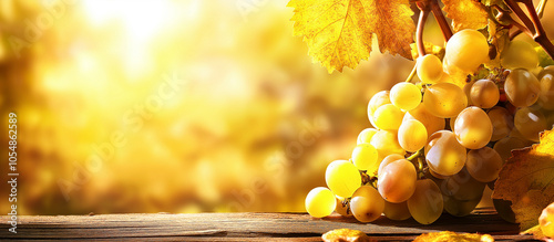 Um cacho de uvas amarelas maduras na videira Um ambiente rural ao ar livre Conceito da temporada de colheita Foto em close com espaço para cópia photo