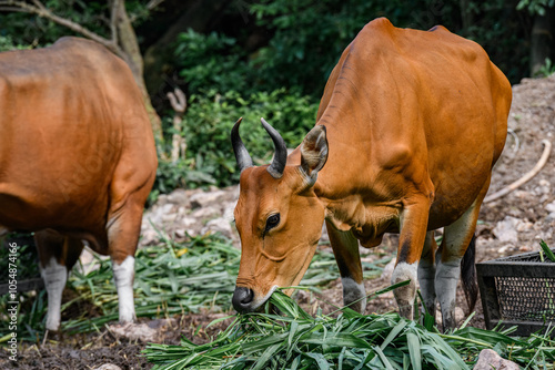 Wild Bantengs or red cows.