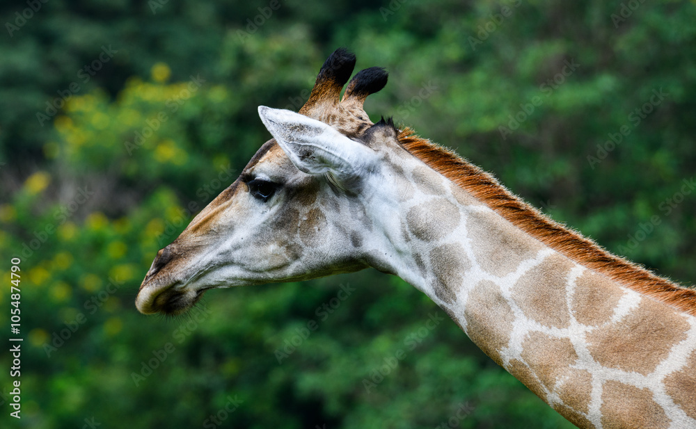 Obraz premium Giraffe in the zoo