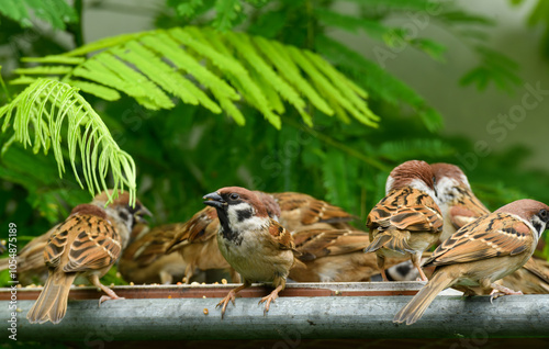 A family of rare Tree Sparrow. photo