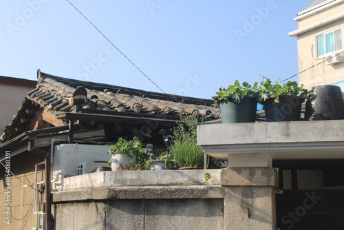 Rooftop garden on top of traditional Korean hanok style house