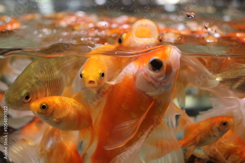 Closeup of goldfish in aquarium