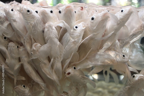 Hungry white goldfish in feeding frenzy