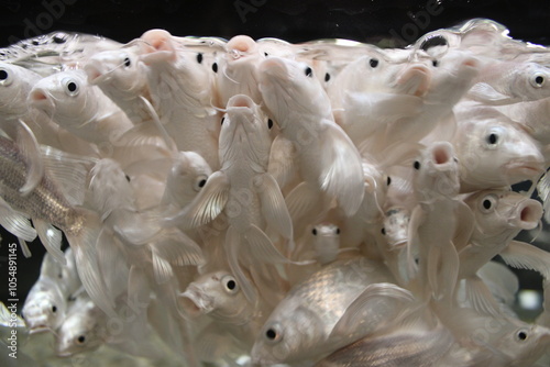 White goldfish in a feeding frenzy