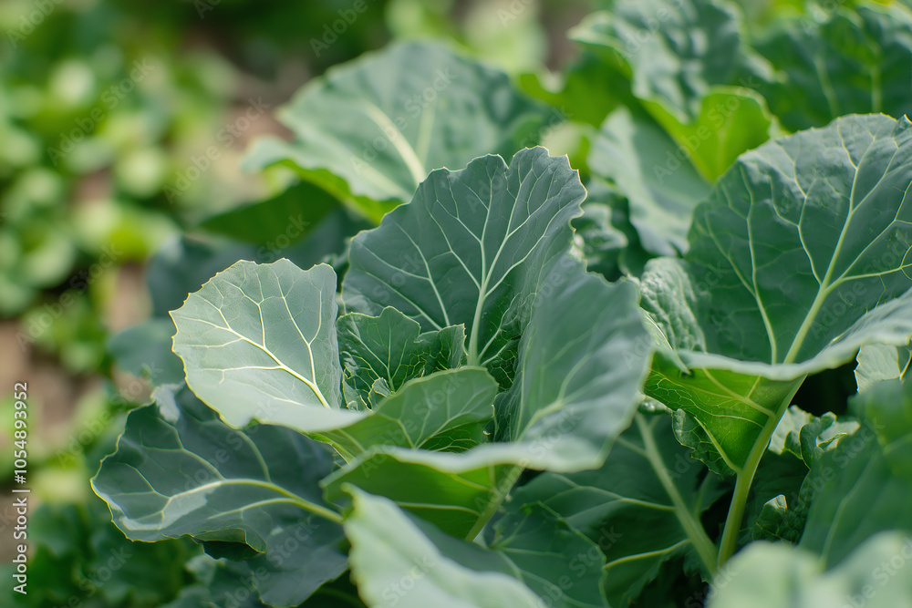 Rocket or Arugula Eruca Sativa, Big green vegetable leaves Chinese kale. Rocket or Arugula Eruca Sativa, Big green vegetable leaves Chinese kale.