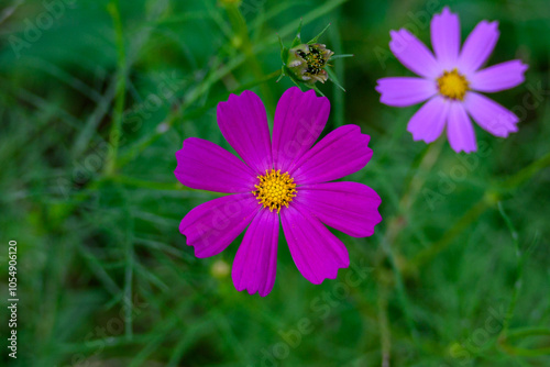 コスモスの花びら