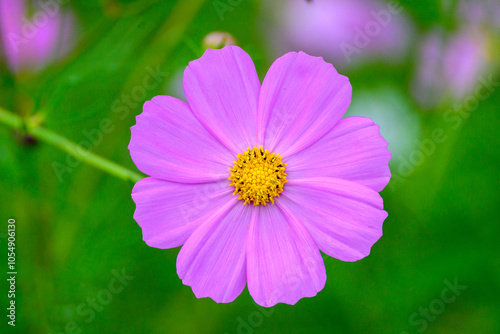 コスモスの花びら