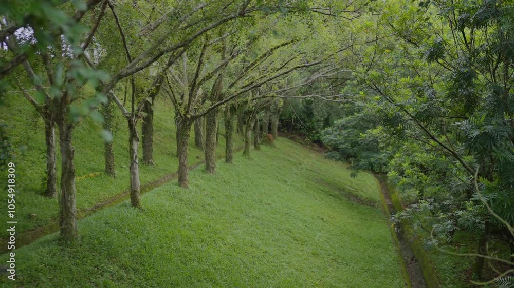 Profile view of a dense forest during morning in Cyberjaya, Malaysia. Green foliage. Profile view of a dense forest during morning in Cyberjaya, Malaysia. Green foliage.