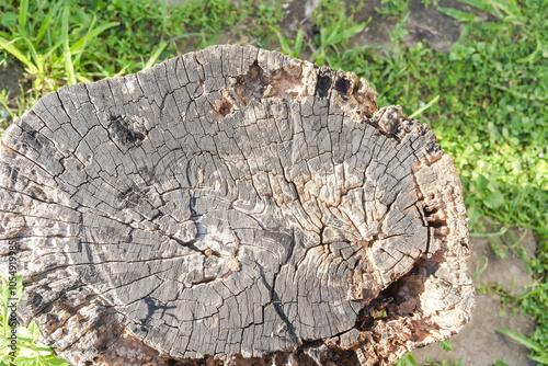 lumber industry or tree trunks sawn from the forest