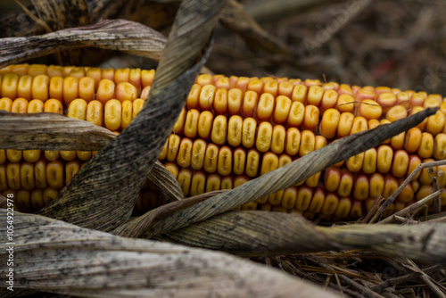 Harvest Corn