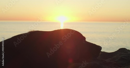 Wallpaper Mural The Beautiful Silhouette of a Dog Stands Out Against the Stunning Sunset Horizon Torontodigital.ca