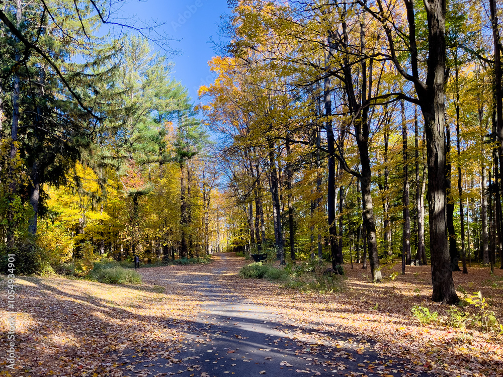 Fototapeta premium autumn in the forest