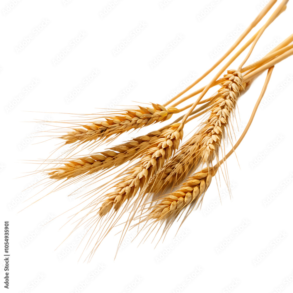 Natural Wheat Ears On Transparent Background - Ideal for Agriculture and Food Projects Natural Wheat Ears On Transparent Background - Ideal for Agriculture and Food Projects