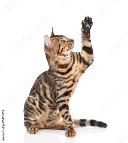 Playful bengal cat sitting in side view and looking up. Isolated on white background