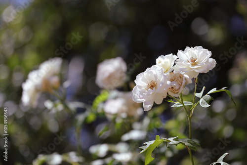 white flowers