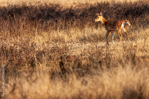 Fototapeta Chital or cheetal (Axis axis) in Ranthambore National Park, Rajasthan, India