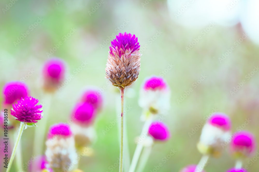 Macro Series : Pink Globe Amaranth Flowers with Natural Blurry Background Macro Series : Pink Globe Amaranth Flowers with Natural Blurry Background