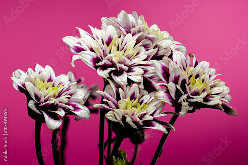 Blooming Dahlia Rebecca World on a pink background photo