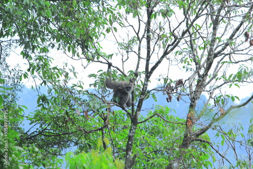 silverly javan gibbon photo