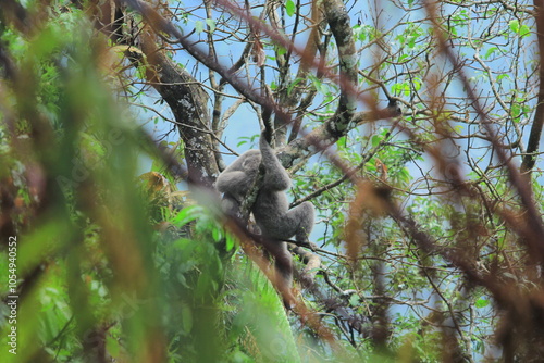 silverly javan gibbon on tree photo