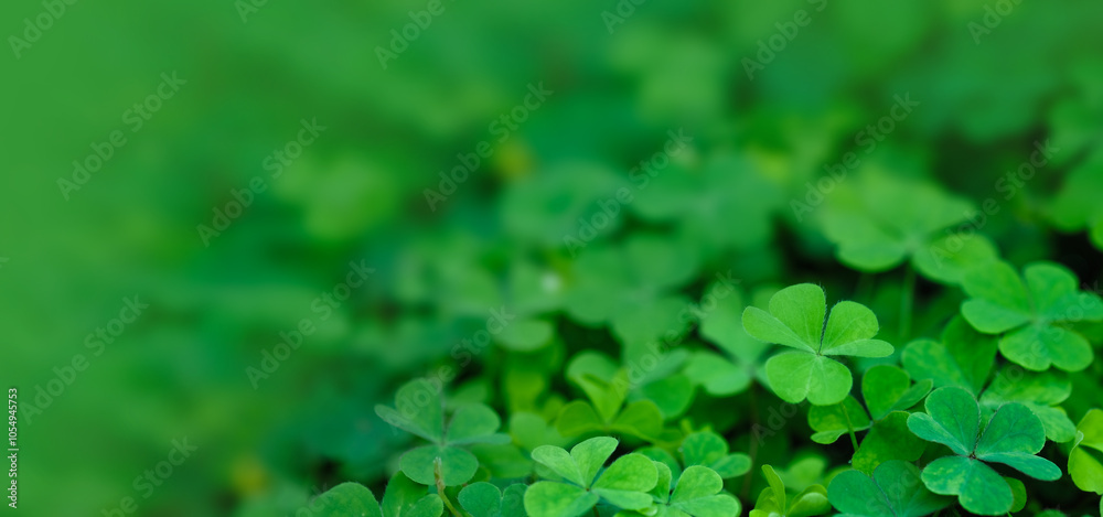 Shamrocks, St. Patrick's day holiday symbol of Green background with three-leaved shamrocks, Lucky Irish Four Leaf Clover in the Field for St. Patrick's Day holiday symbol. Shamrocks, St. Patrick's day holiday symbol of Green background with three-leaved shamrocks, Lucky Irish Four Leaf Clover in the Field for St. Patrick's Day holiday symbol.