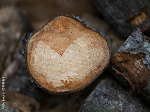 Close-up of a cut wooden log