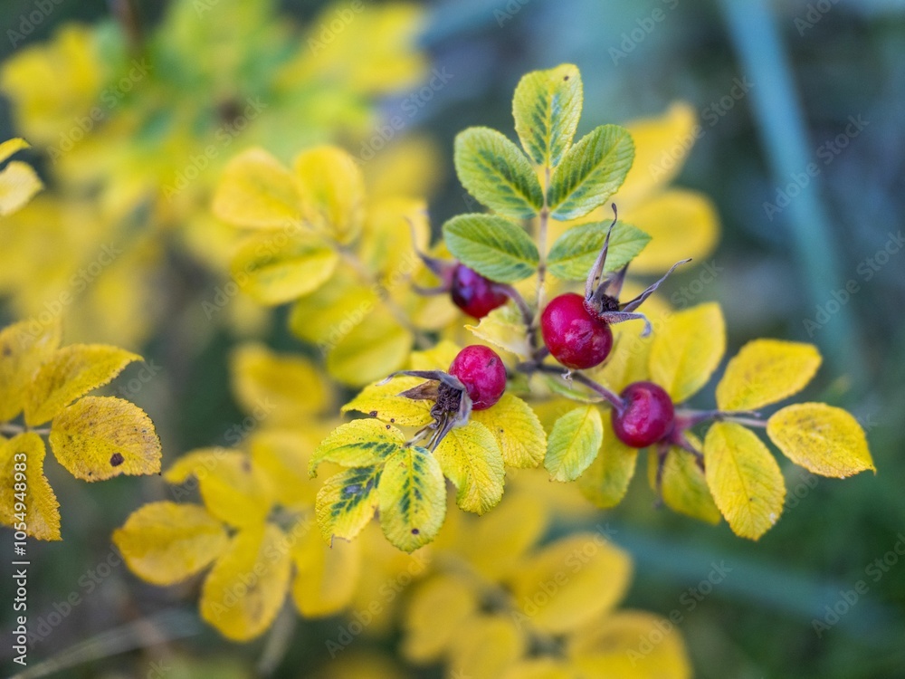 Vibrant red berries and yellow leaves in autumn. Vibrant red berries and yellow leaves in autumn.