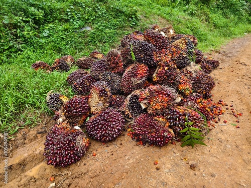 oil palm fruit after Harvest photo