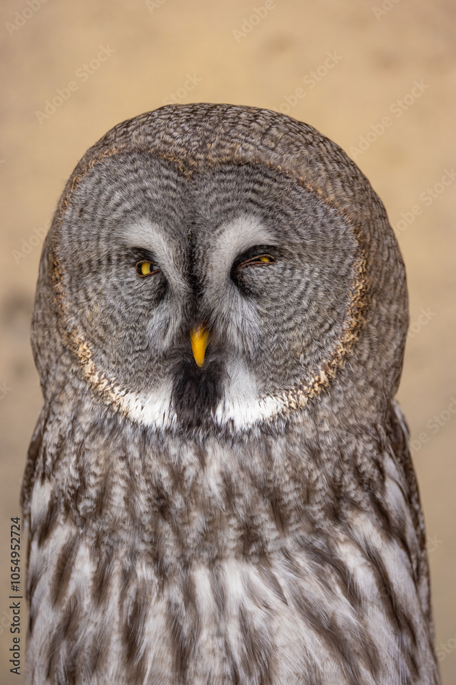 Great Grey Owl (Strix nebulosa) close up detailed portrait Great Grey Owl (Strix nebulosa) close up detailed portrait