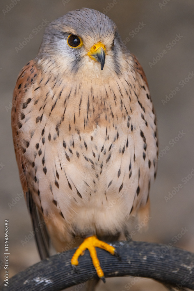 European kestrel also known as Eurasian kestrel or Old World kestrel, close up detailed shot in natural habitat European kestrel also known as Eurasian kestrel or Old World kestrel, close up detailed shot in natural habitat