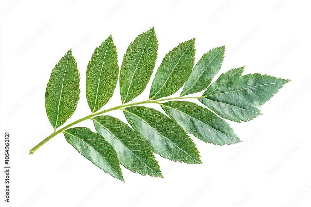 a branch of mountain ash a branch of mountain ash
