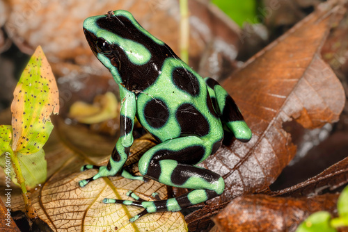 Obraz na płótnie Green-and-black poison dart frog (Dendrobates auratus, also known as the green-and-black poison arrow frog or green poison frog), Costa Rica, Sarapiqui region. Selective focus on frog's eyes w salonie