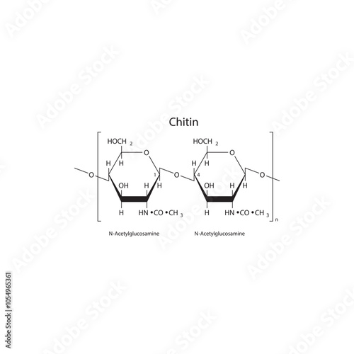 Chitin skeletal structure diagram.Polysaccharide  compound molecule scientific illustration.