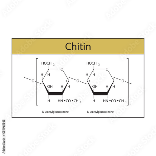 Chitin skeletal structure diagram.Polysaccharide  compound molecule scientific illustration.