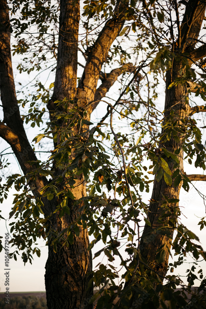Fototapeta premium tree in the park
