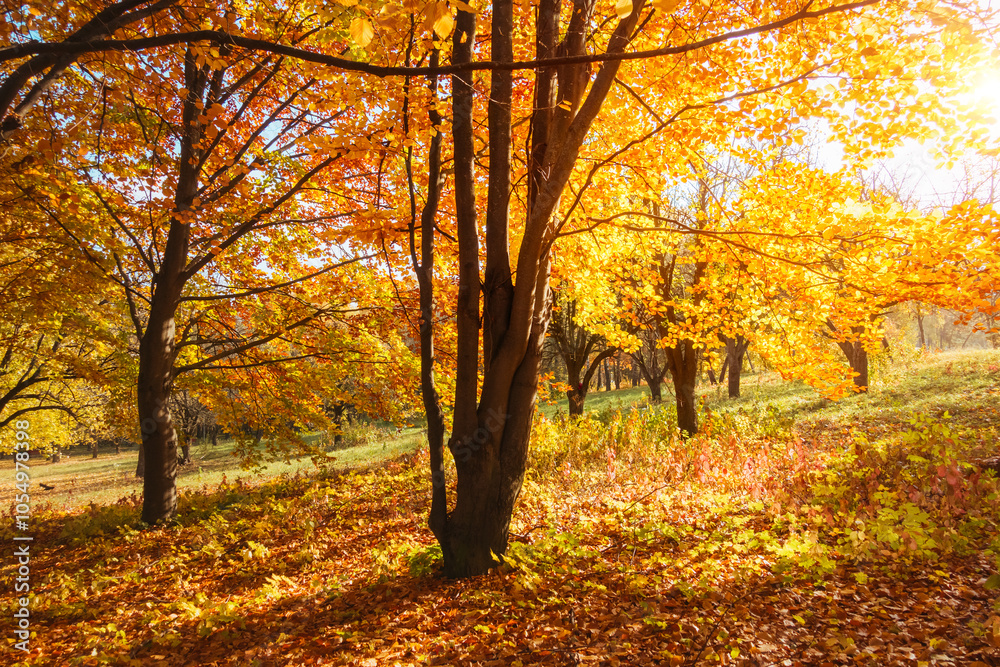 Fototapeta premium Beech forest with bright yellow leaves on a breathtaking autumn day. Colorful foliage.