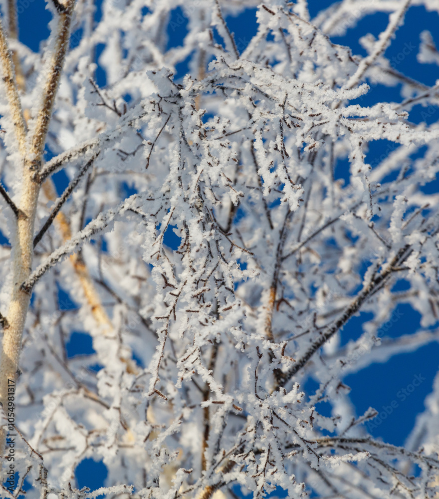 A tree with a lot of snow on it is in front of a blue sky