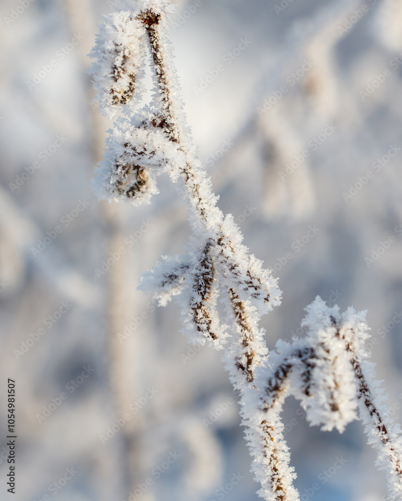 A branch covered in frost and snow A branch covered in frost and snow