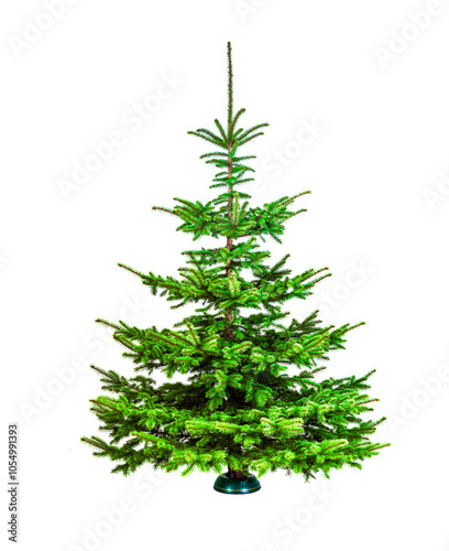 Tannebaum freigestellt auf weißem Hintergrund
