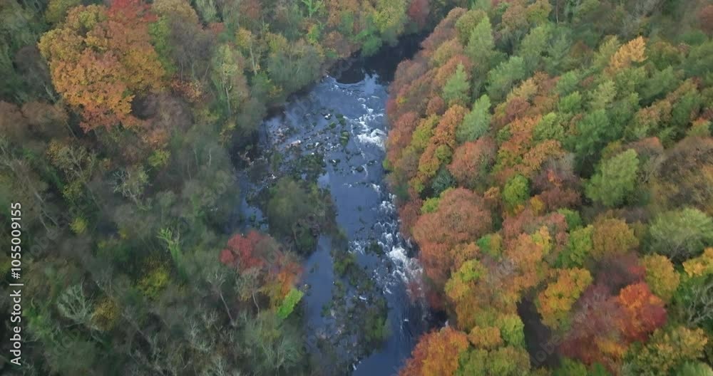 Flying over a river and forest in autumn colors Flying over a river and forest in autumn colors