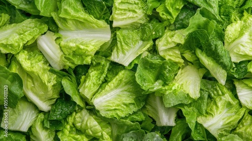 Close up view of fresh green unwashed lettuce leaves covered in invisible germs preparing for a healthy salad or meal