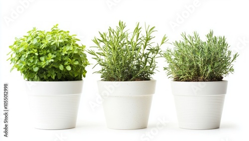 Fresh Herbs in White Pots