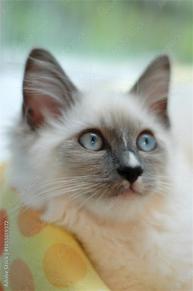  portrait of a cat with blue eyes
