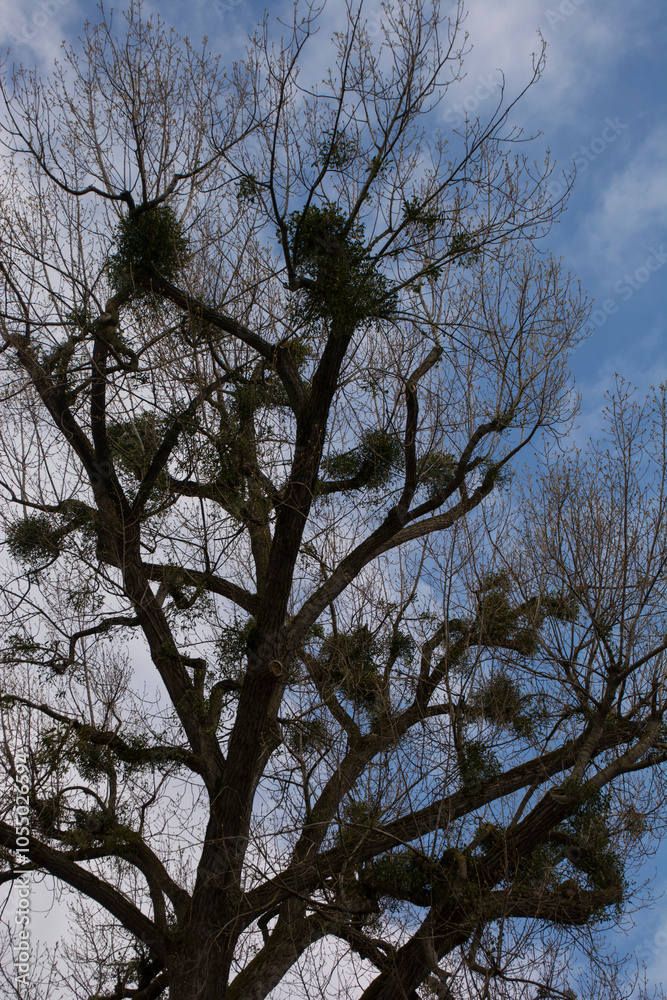 Obraz premium Many hemiparasitic shrubs of mistletoe growing on tree branches backlight shadow mystical photo