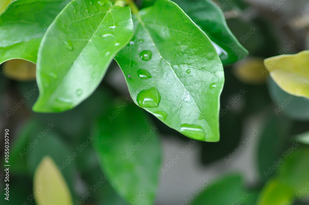 Fototapeta premium ficus pumila or climbing fig or MORACEAE and rain droplet