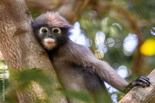Photography Portrait of a dusky leaf monkey (Trachypithecus obscurus), also known as the spectacled langur or the spectacled leaf monkey