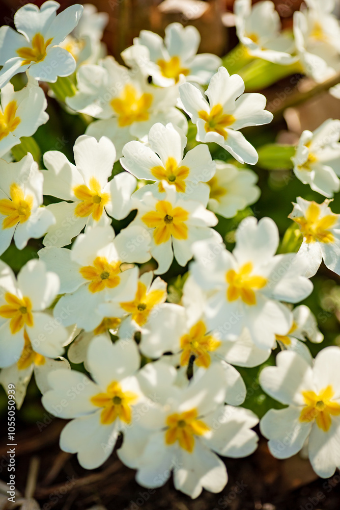 white primrose in the garden white primrose in the garden