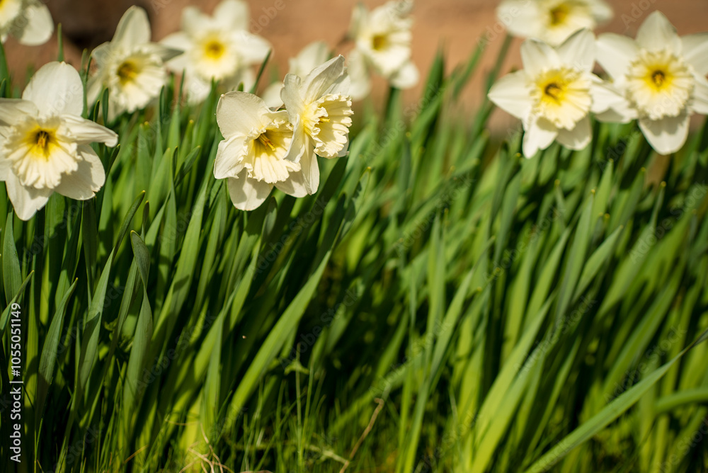 Fototapeta premium white narcissus in the garden